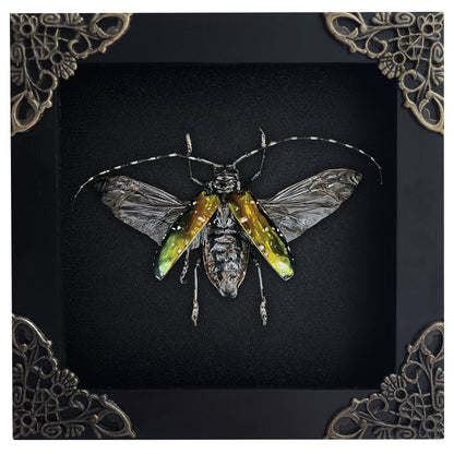 Real Metallic Longhorn Beetle Specimen, Gothic Insect Taxidermy Shadow Box, Oddities Wall Art, Home Decor - Anoplophora albopicta