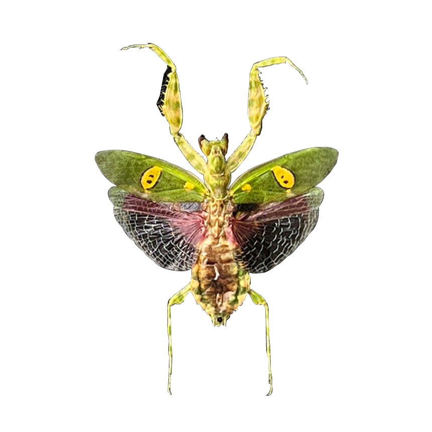 Real Jeweled Flower Mantis Pinned Specimen, Dried Insect Display for Collectors & Nature Decor