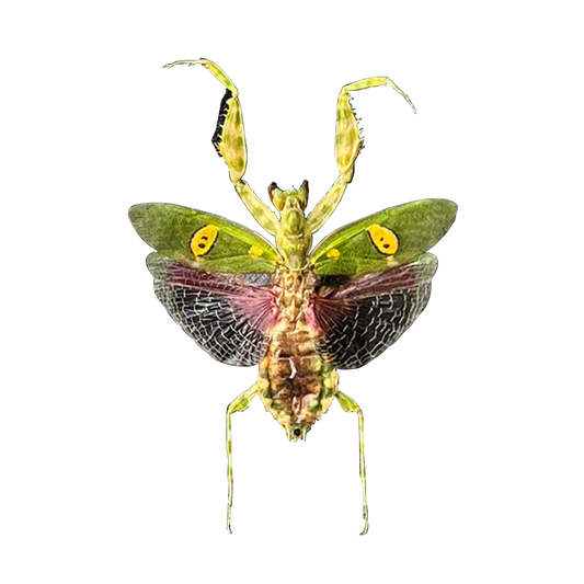 Real Jeweled Flower Mantis Pinned Specimen, Dried Insect Display for Collectors & Nature Decor