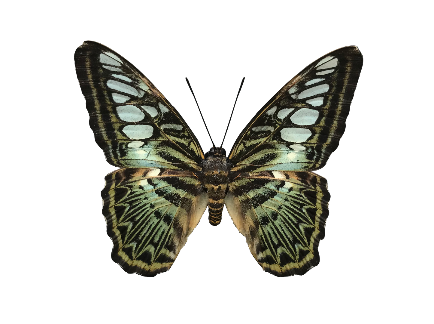 Real Butterfly Specimen, Clipper Parthenos sylvia, Butterfly Taxidermy Open wings, Insect Entomology Display, Décor