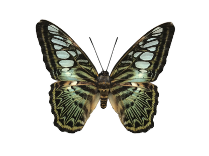 Real Butterfly Specimen, Clipper Parthenos sylvia, Butterfly Taxidermy Open wings, Insect Entomology Display, Décor