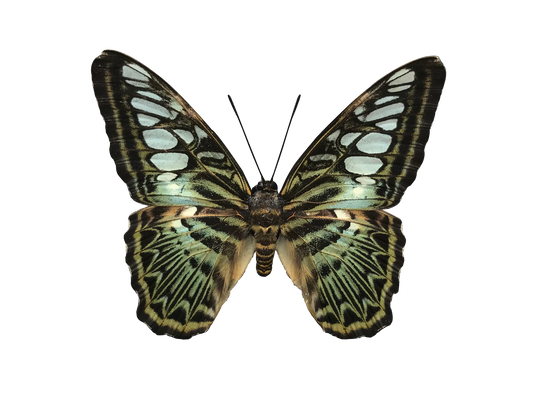 Real Butterfly Specimen, Clipper Parthenos sylvia, Butterfly Taxidermy Open wings, Insect Entomology Display, Décor