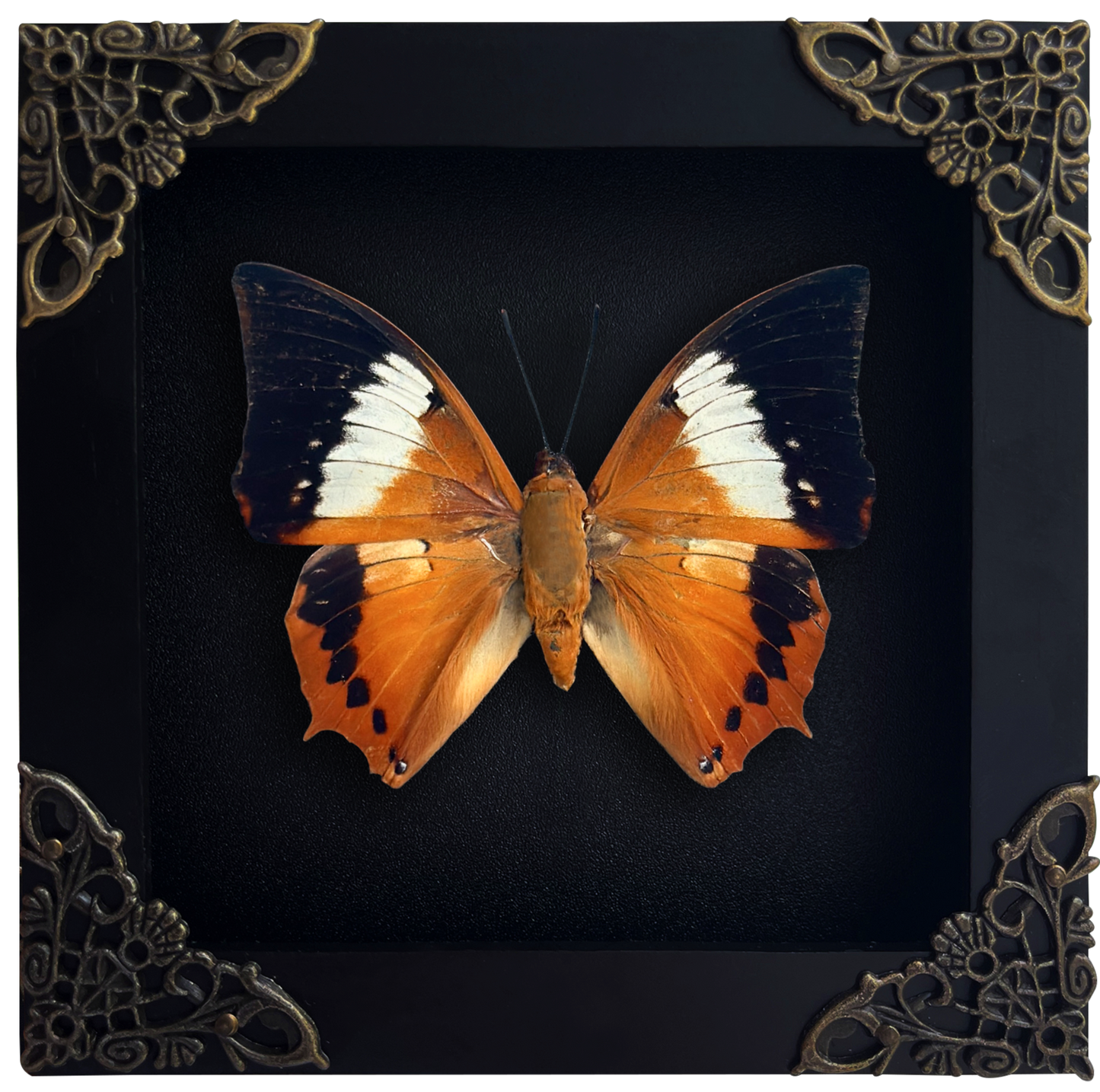 Real Orange Butterfly Shadow Box Preserved Butterfly Framed Insect Collection Home Decor
