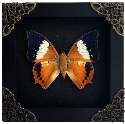 Real Orange Butterfly Shadow Box Preserved Butterfly Framed Insect Collection Home Decor
