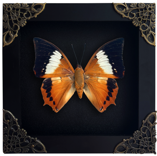 Real Orange Butterfly Shadow Box Preserved Butterfly Framed Insect Collection Home Decor