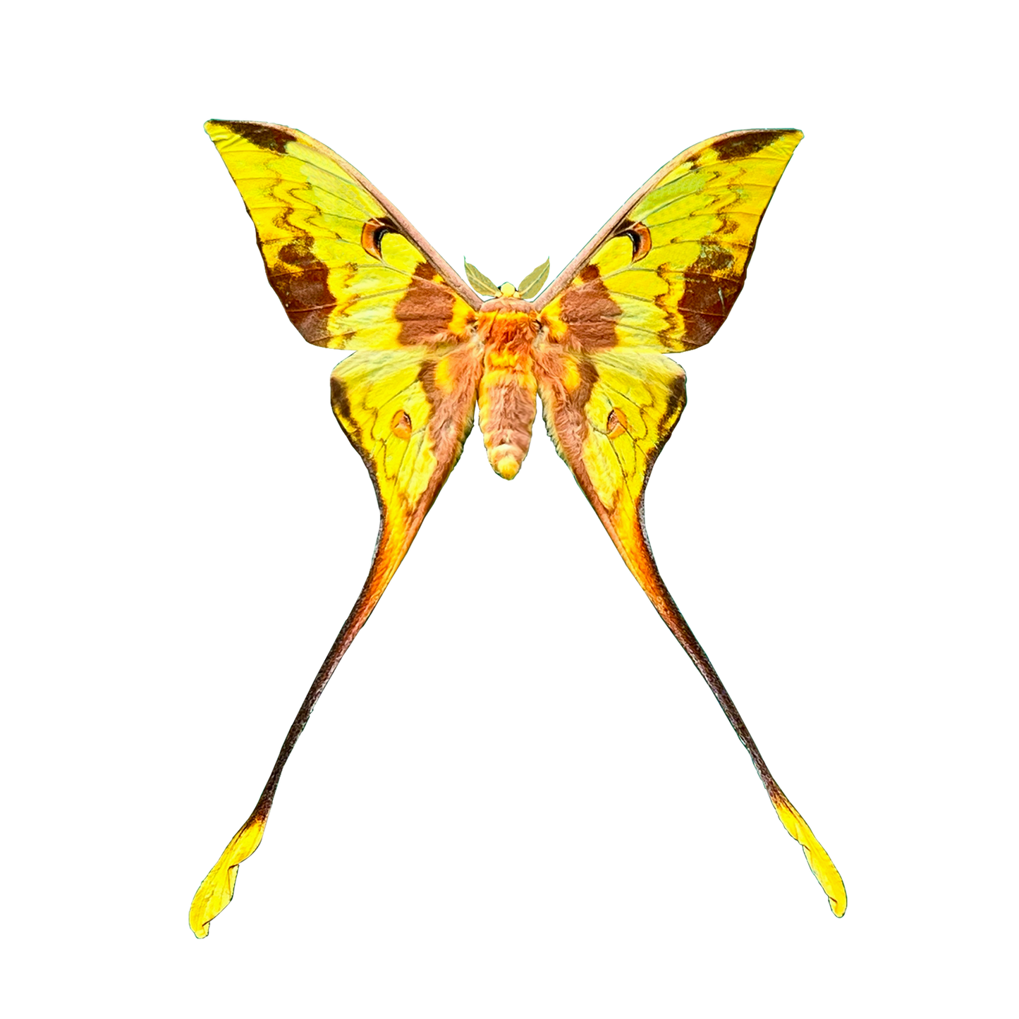 Comet Moth Argema mittrei – Pack of 2 Real Moth Specimens Spread Wings