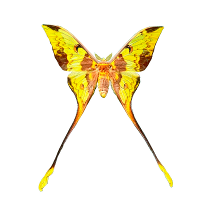 Comet Moth Argema mittrei – Pack of 2 Real Moth Specimens Spread Wings