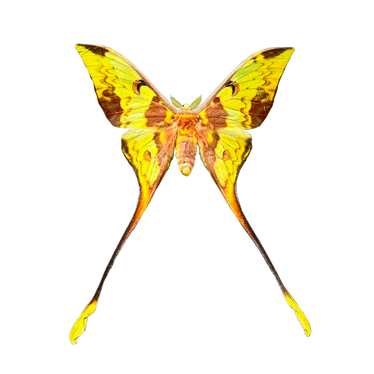 Comet Moth Argema mittrei – Pack of 2 Real Moth Specimens Spread Wings