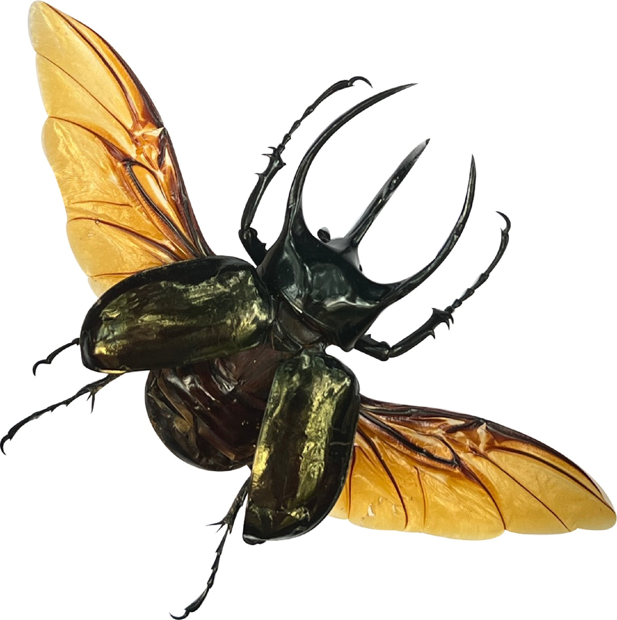 Real Mounted Giant Beetle Specimen Collection Bug Dried Dead Animal Moth Preserved Entomology Oddity Scientific Lover Insect Nature Office Desk Art Artwork Display UM-23