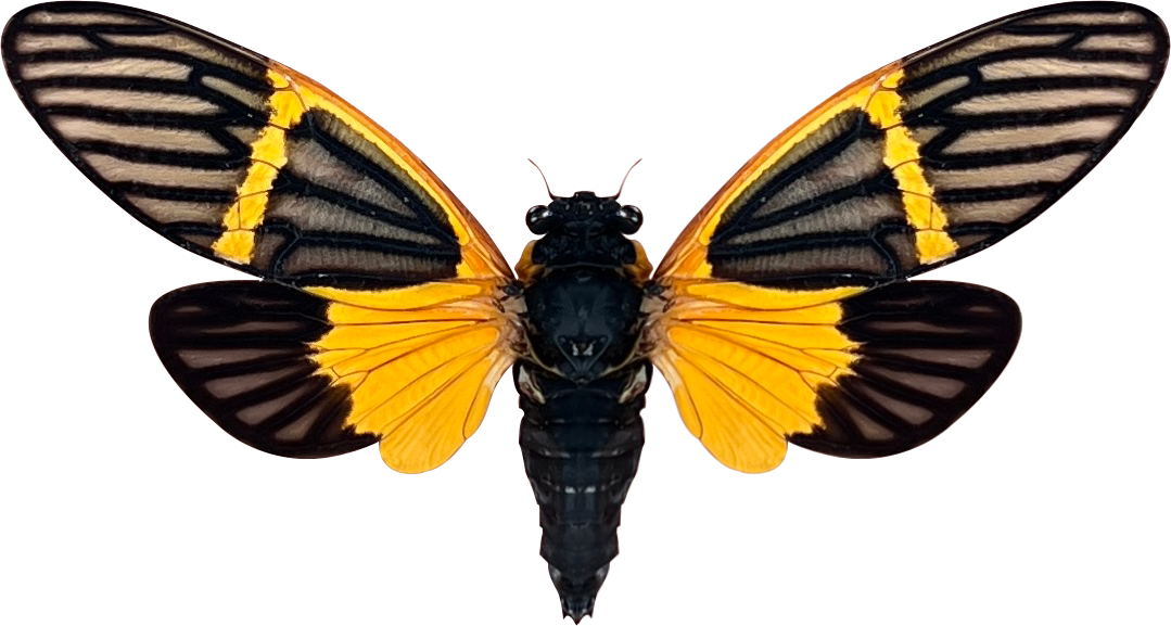 Real Cicada Beetle Insect Insect Bug Entomology Cicadas Cicadoidea Mounted Opened Wings