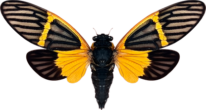 Real Cicada Beetle Insect Insect Bug Entomology Cicadas Cicadoidea Mounted Opened Wings