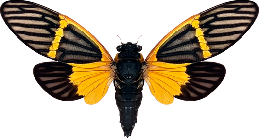 Real Cicada Beetle Insect Insect Bug Entomology Cicadas Cicadoidea Mounted Opened Wings