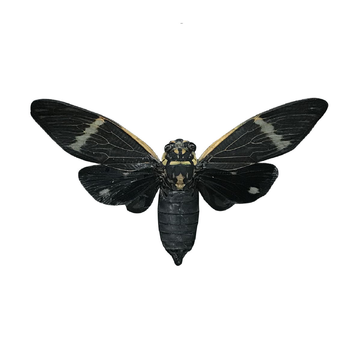 Real Black Cicada Specimen, Insect Bug Taxidermy Open wings, Insect Entomology Display