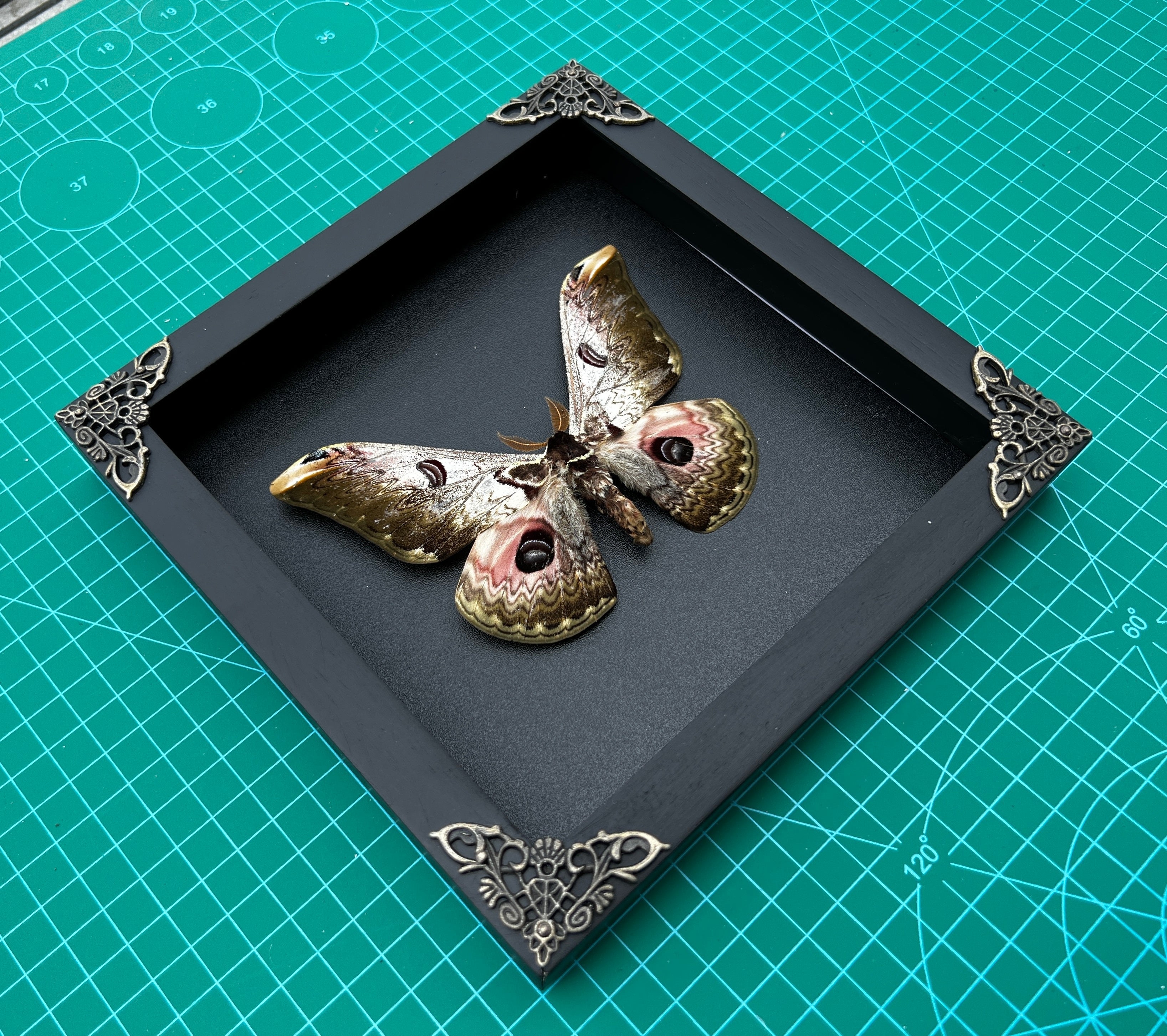 Real Framed Butterfly Dried Insect Shadow Box - Saturnia Zuleika Moth Saturniidae K18-07-DE