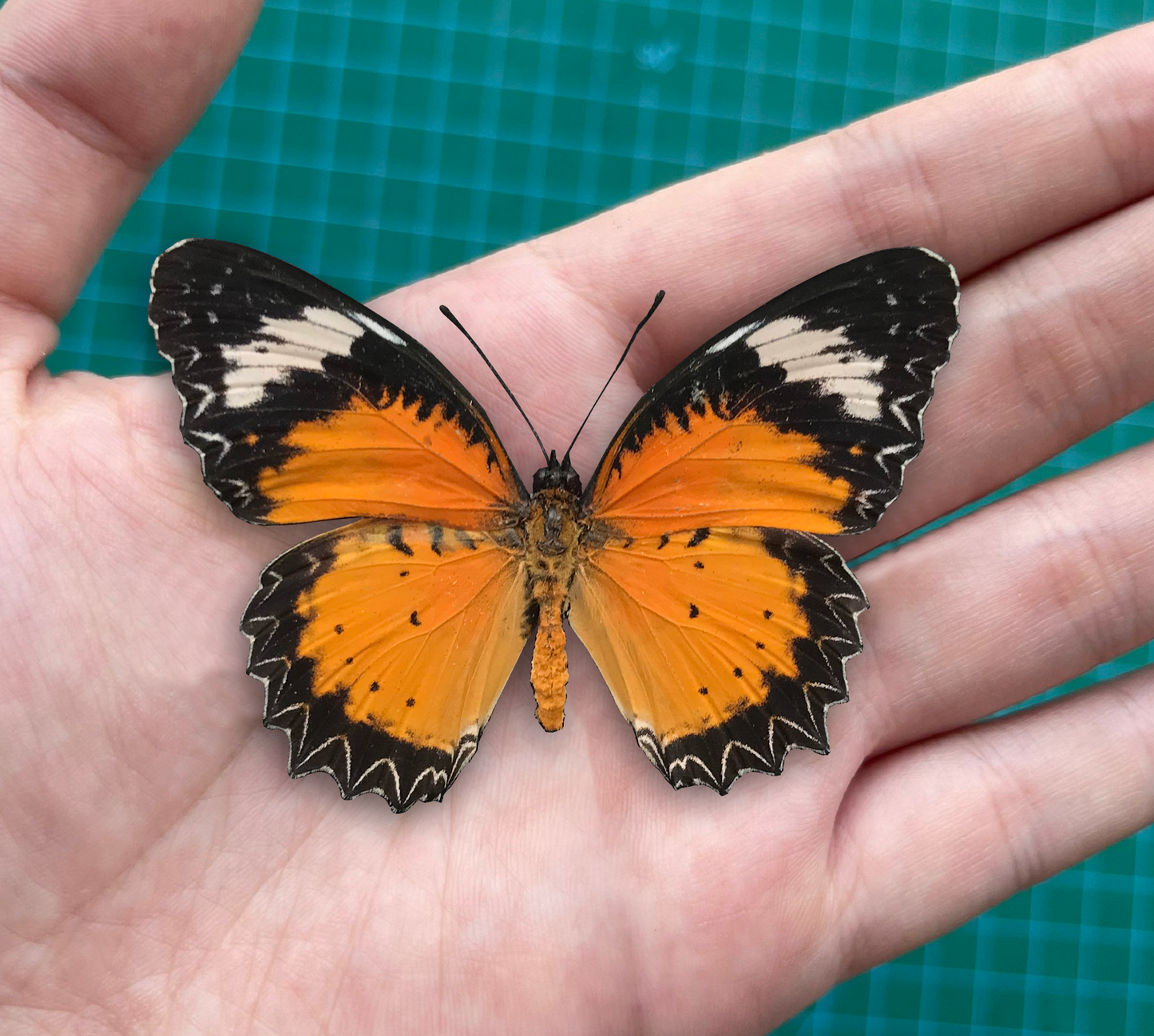 Real Butterfly Specimen, Male Leopard Lacewing, Butterfly Taxidermy Open wings, Insect Entomology Display, Décor