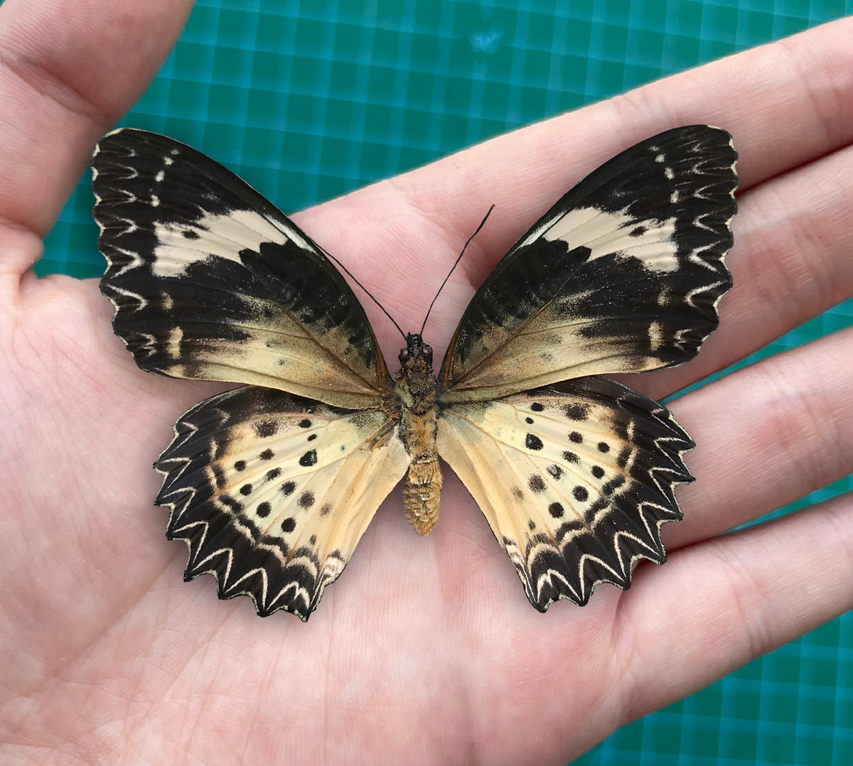 Real Butterfly Specimen, Leopard Lacewing, Butterfly Taxidermy Open wings, Insect Entomology Display, Décor