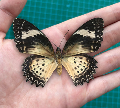 Real Butterfly Specimen, Leopard Lacewing, Butterfly Taxidermy Open wings, Insect Entomology Display, Décor