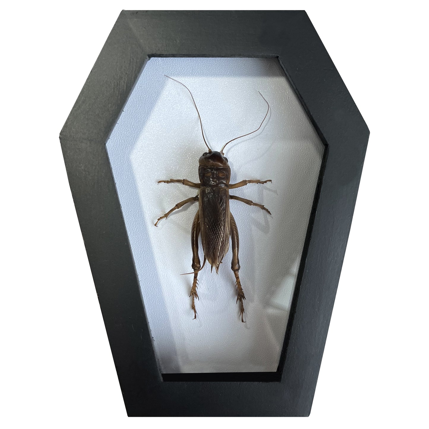 Real Giant Cricket Specimen Framed, Insect Bug Dragonfly Taxidermy Art, Gothic Coffin Decor, Oddities Collection CF12-89-DE