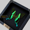 Real Framed Peacock Butterfly Moth Dead Insect Dried Black Shadow Box Black Frame Taxidermy K16-23-DE