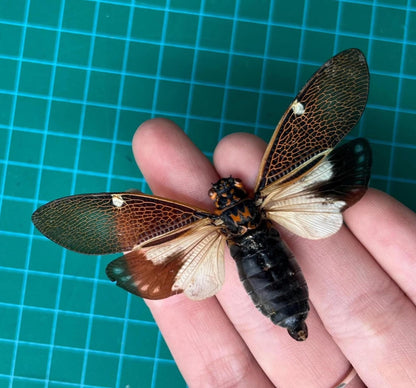 Real Cicada Specimen, Paratalainga Distanti, Insect Bug Taxidermy Open wings, Insect Entomology Display