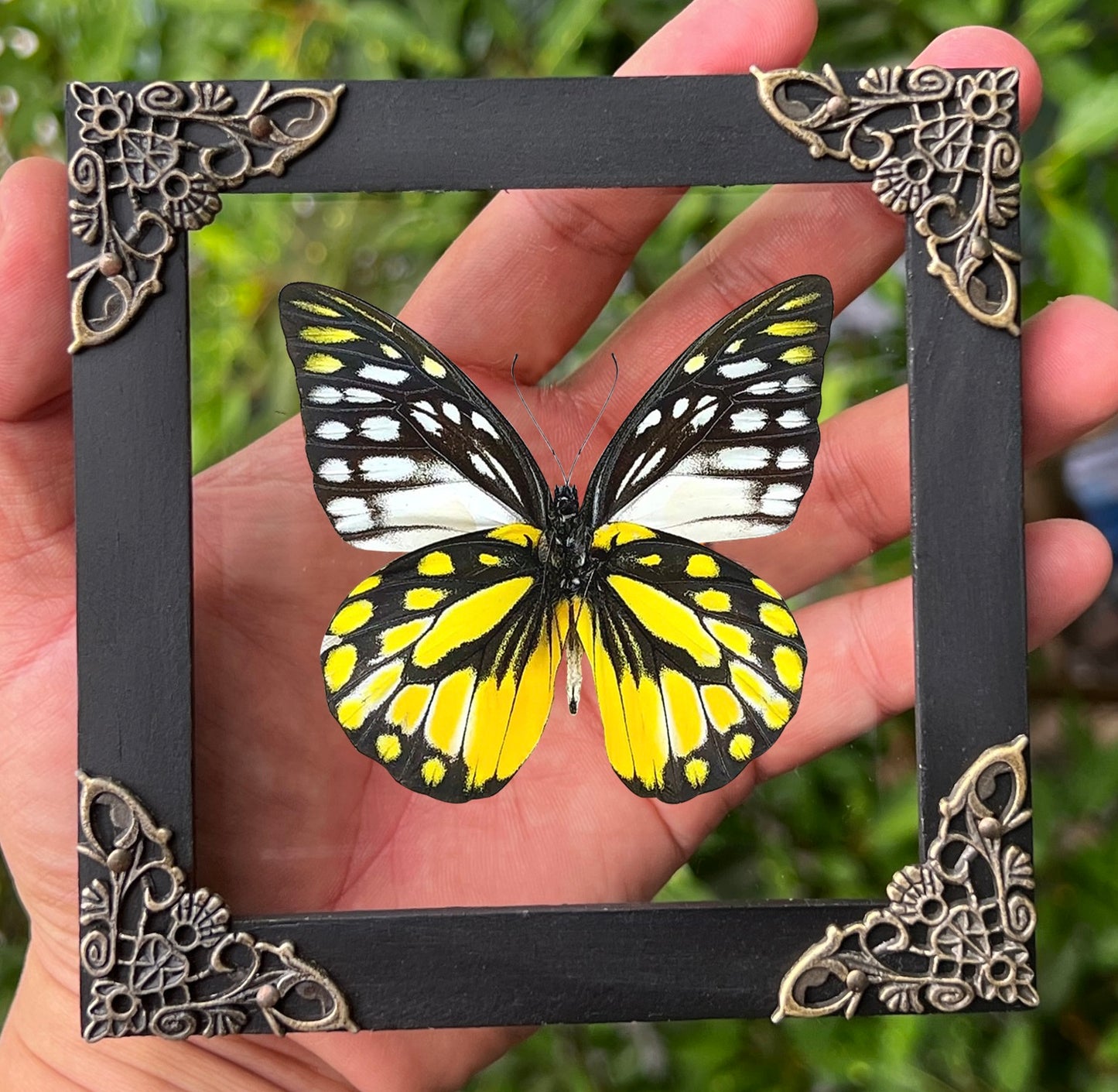 Real Framed Yellow Butterfly Dead Insect Dried Bug Beetle Shadow Box Black K12-10-DE
