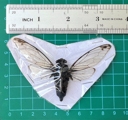 Real Cicada Specimen, Clear Wings, Insect Bug Taxidermy Open wings, Insect Entomology Display