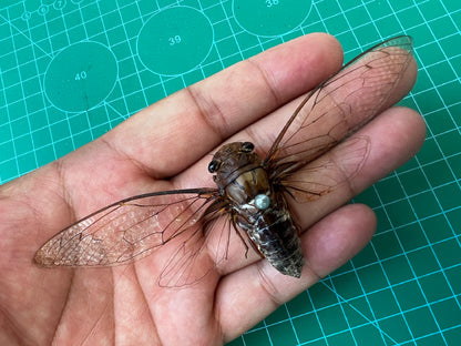Real Cicada Specimen, Clear Wings, Insect Bug Taxidermy Open wings, Insect Entomology Display