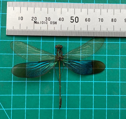 Real Green Damselfly Specimen, Pinned Dried Insect Taxidermy, Entomology Specimen, Bug Art Collection