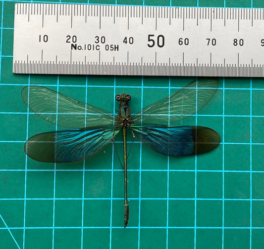 Real Green Damselfly Specimen, Pinned Dried Insect Taxidermy, Entomology Specimen, Bug Art Collection