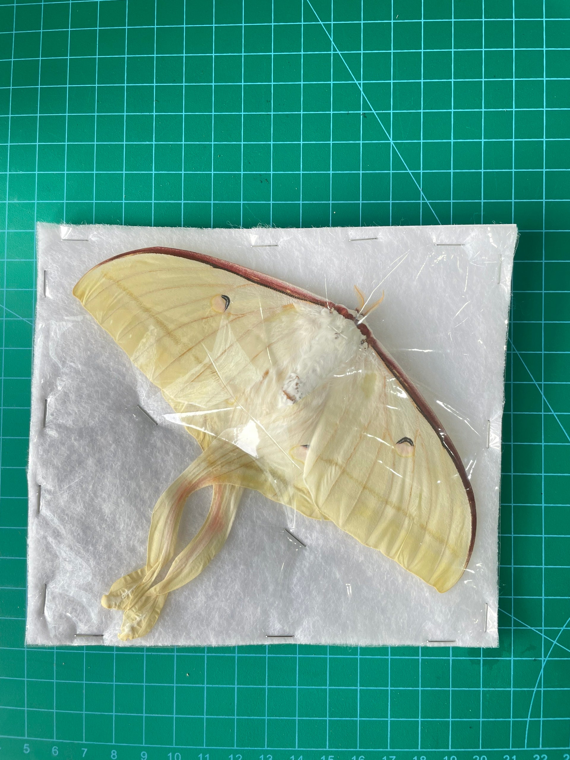 2 Real Luna Moth 7" Spread Entomology Insect Oddity Taxidermy Artwork