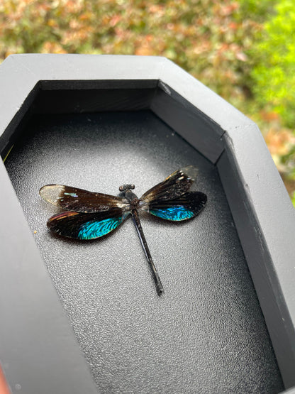 Real Black Damselfly Specimen Framed, Insect Bug Dragonfly Taxidermy Art, Gothic Coffin Decor, Oddities Collection CF12-85-DE
