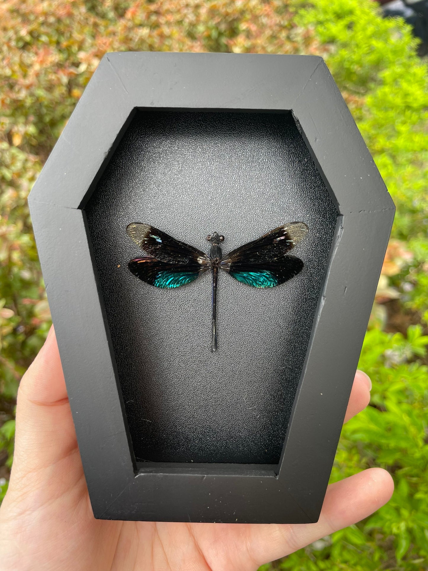 Real Black Damselfly Specimen Framed, Insect Bug Dragonfly Taxidermy Art, Gothic Coffin Decor, Oddities Collection CF12-85-DE