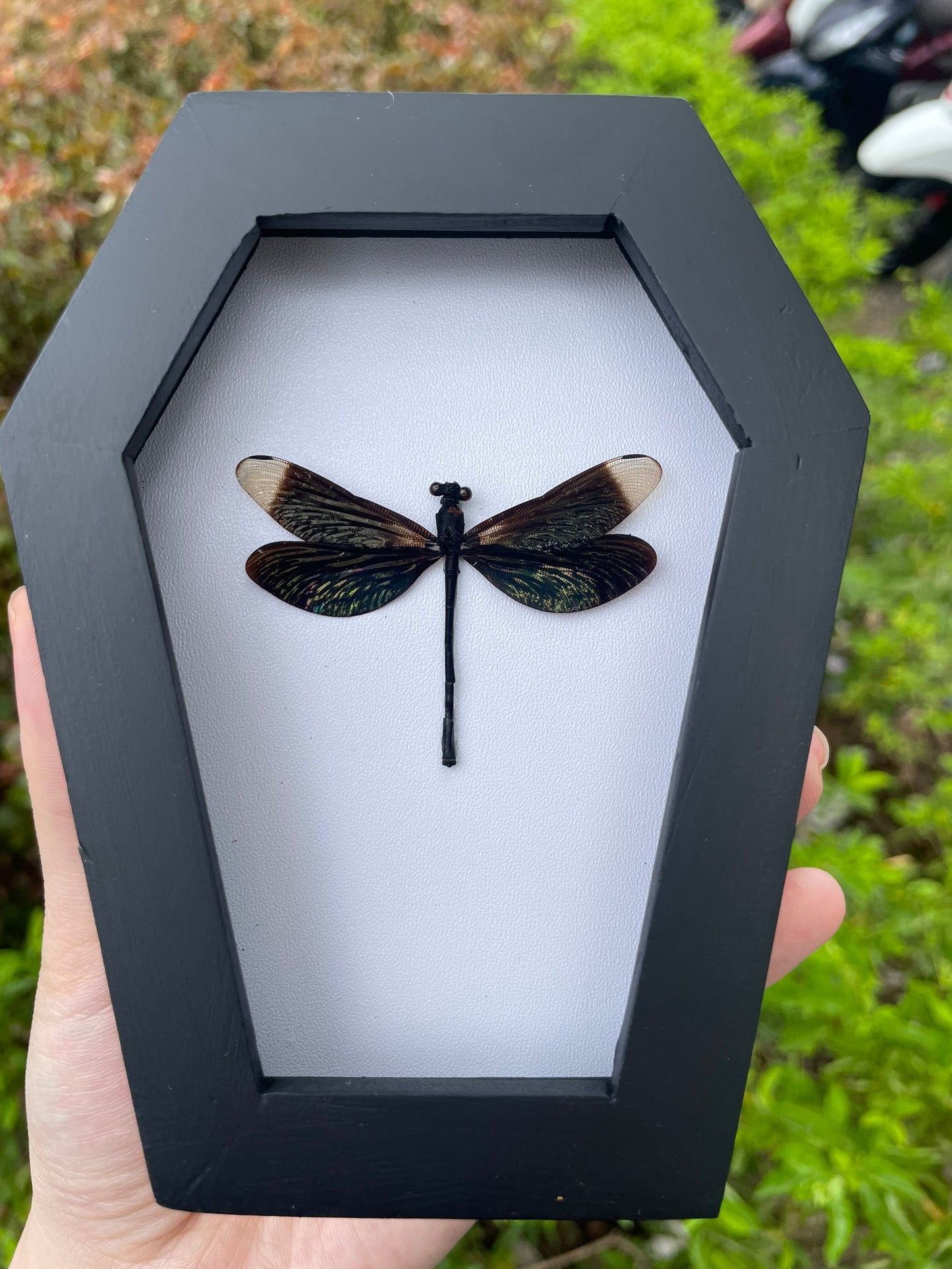 Real Black Damselfly Specimen Framed, Insect Bug Dragonfly Taxidermy Art, Gothic Coffin Decor, Oddities Collection CF12-85-DE