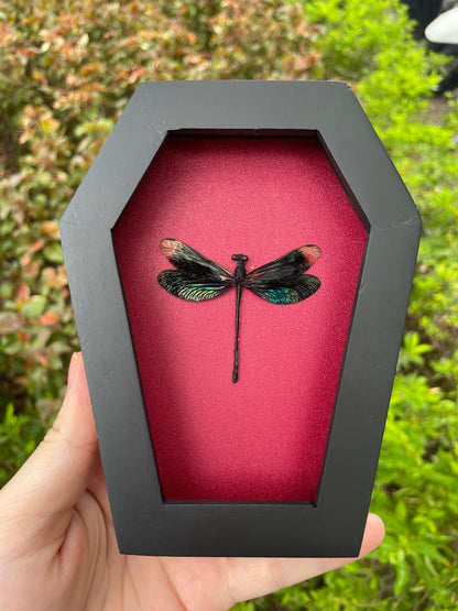 Real Black Damselfly Specimen Framed, Insect Bug Dragonfly Taxidermy Art, Gothic Coffin Decor, Oddities Collection CF12-85-DE