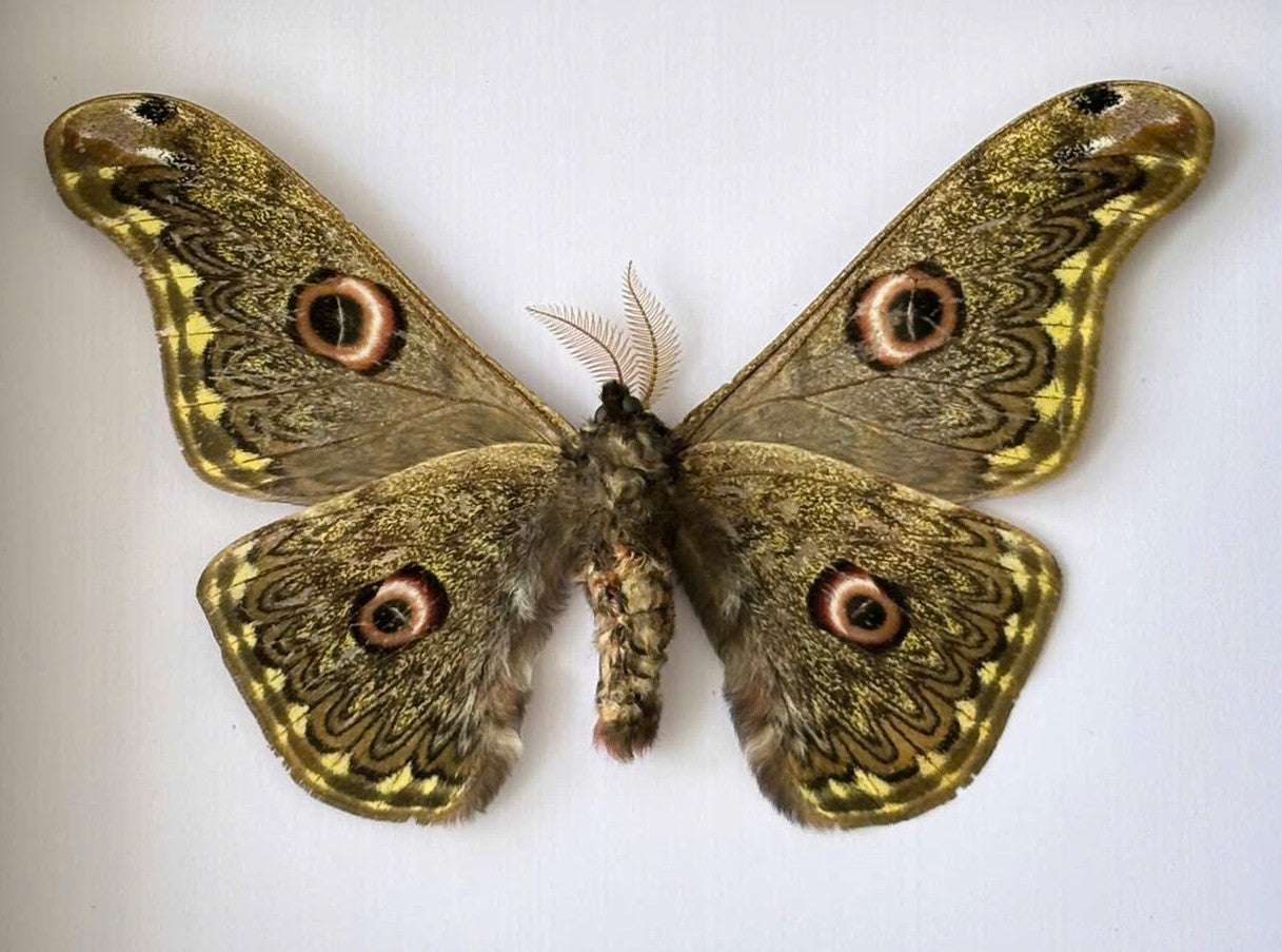 Caligula Anna Moth Frame, Gothic Home Decor, Real Framed Moth, Oddities Wall Art Display K16-133-DE