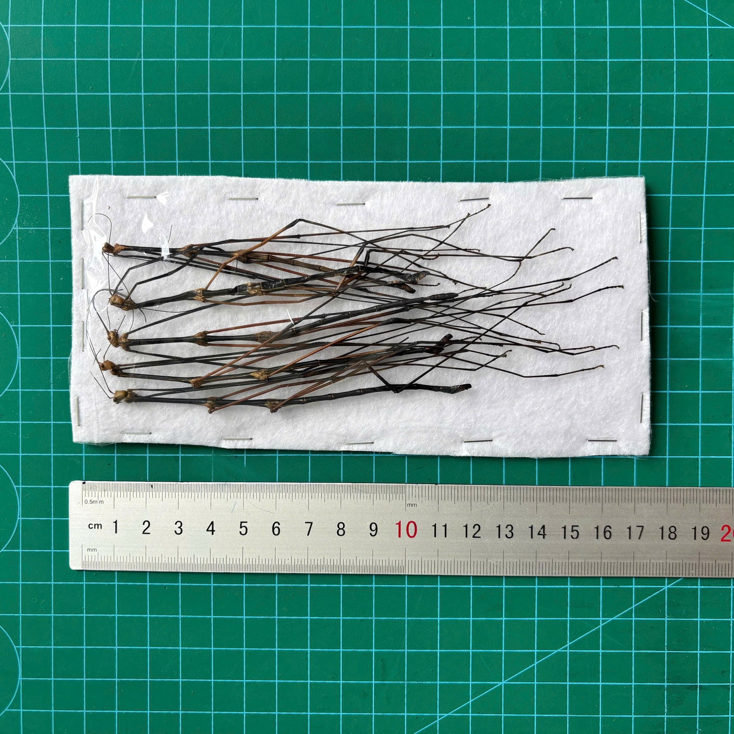 Real Stick Bug Specimen, 5pcs, Insect Bug Taxidermy, Insect Entomology Display