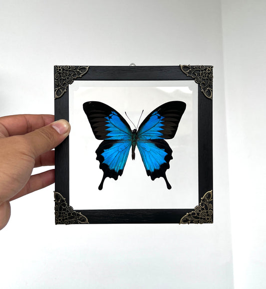 Real Framed Blue Swallowtail Butterfly Handmade Glass Frame 3D Floating K16-28-KINH