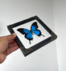 Real Framed Blue Swallowtail Butterfly Handmade Glass Frame 3D Floating K16-28-KINH