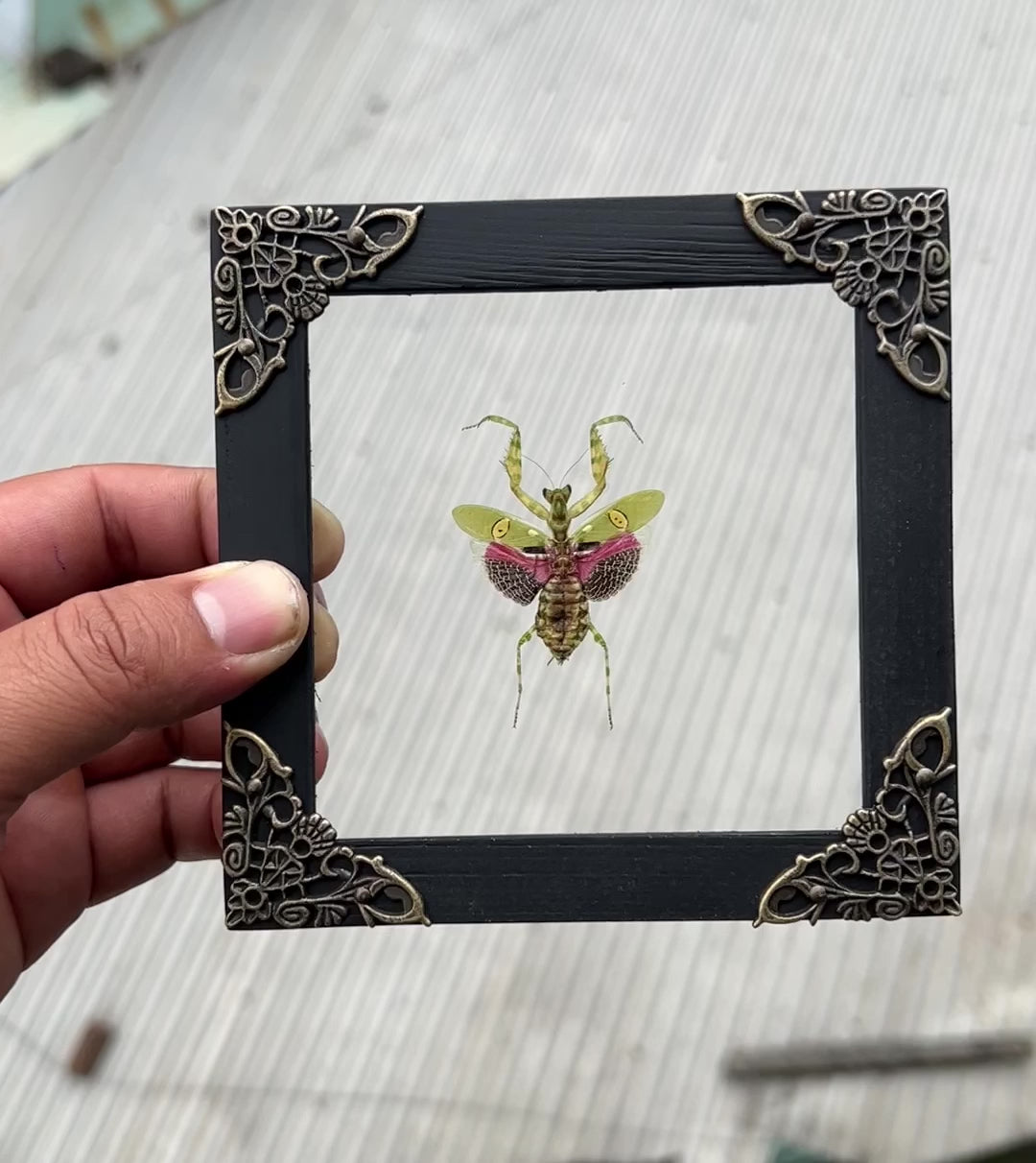 Real Framed Mantis Creobroter Glass Wooden Specimen Oddities Taxidermy K12-62-KINH