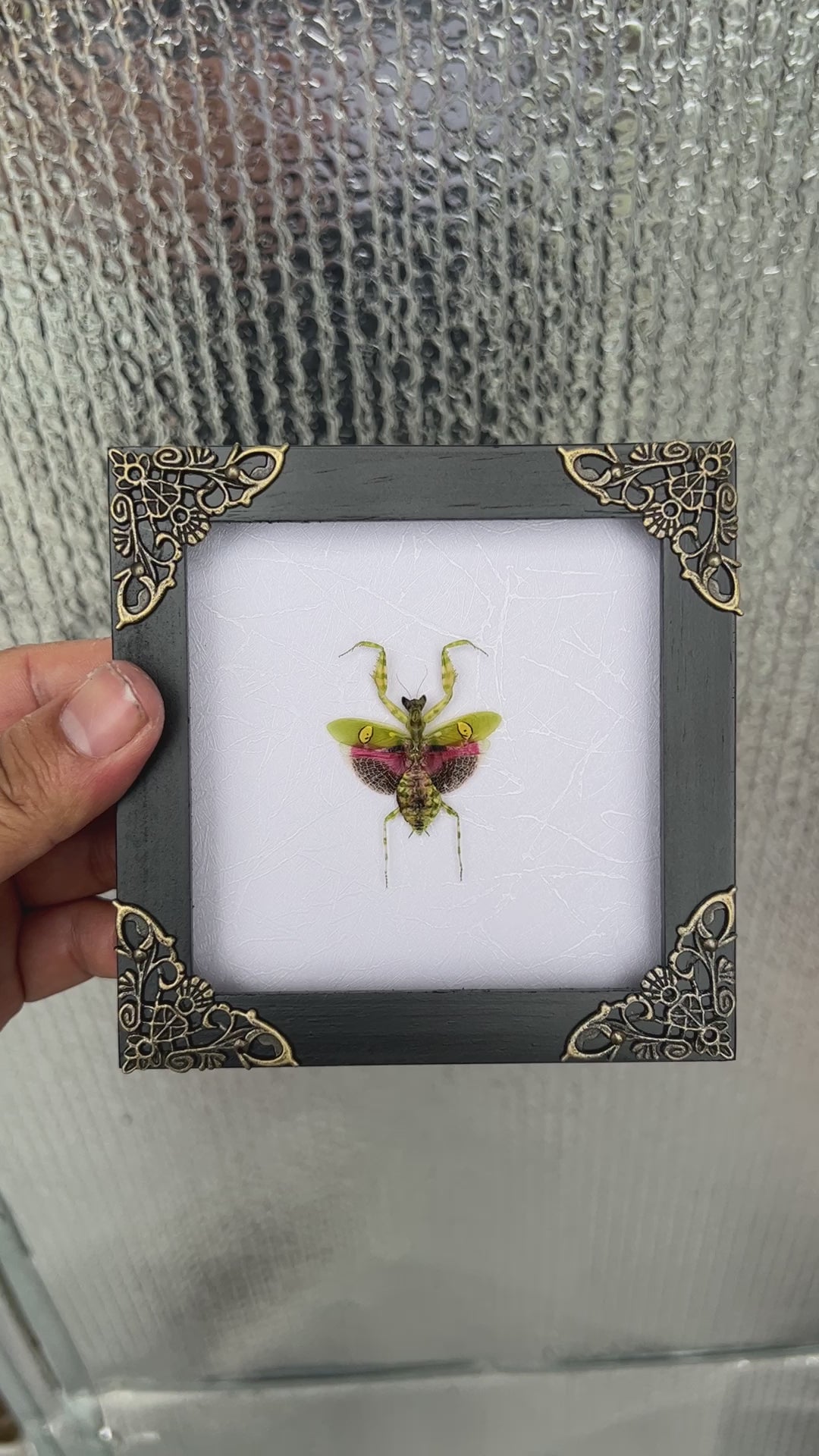 Real Framed Mantis Creobroter White Wooden Specimen Oddities Taxidermy K12-62-TR