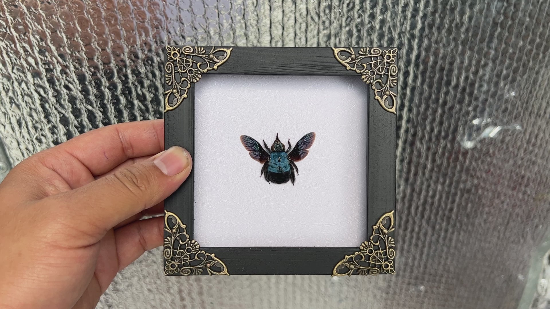 Real Framed Blue Carpenter Bee White Wooden Specimen Oddities Taxidermy K12-61-TR