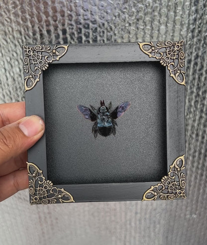 Real Framed Blue Carpenter Bee Black Wooden Specimen Oddities K12-61-DE