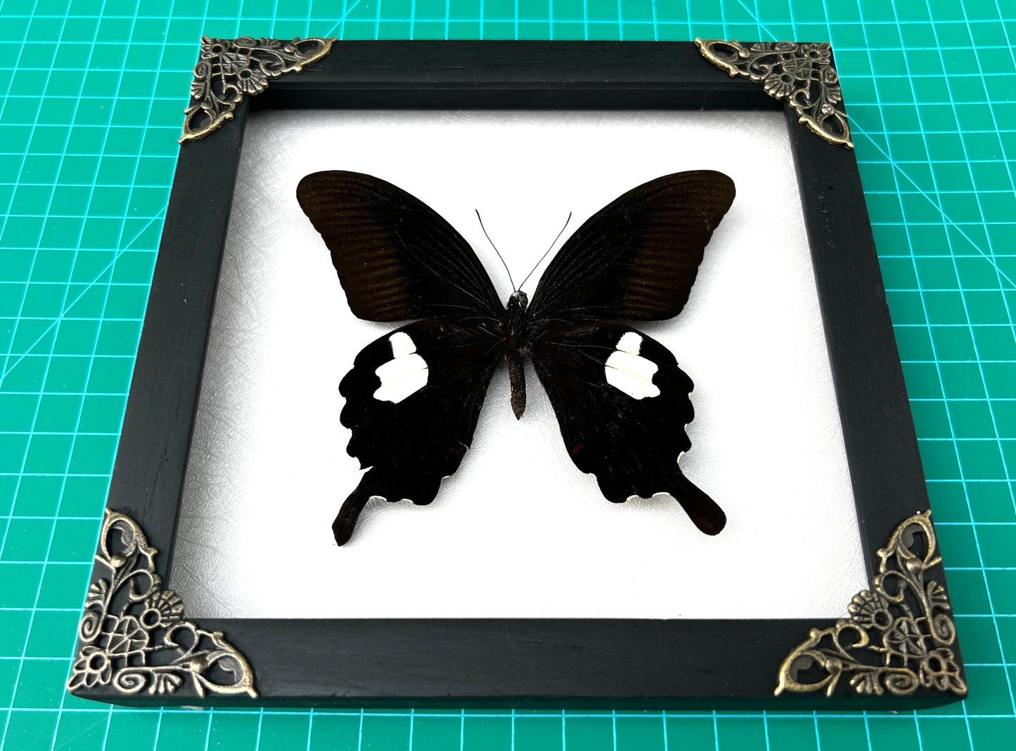 Real Framed Butterfly Moth Dead Insect Shadow Box Specimens K16-16-TR
