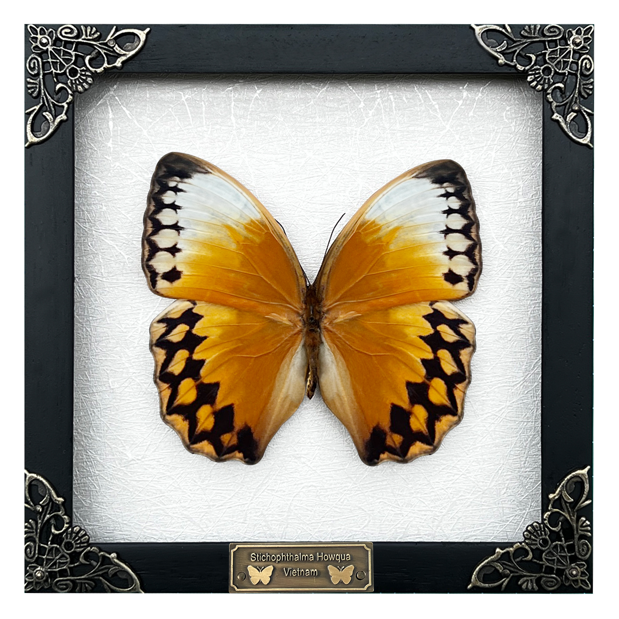 Real Butterfly Stichopthalma Wooden Frame Dried Insect Specimens Taxidermy K16-02-TR