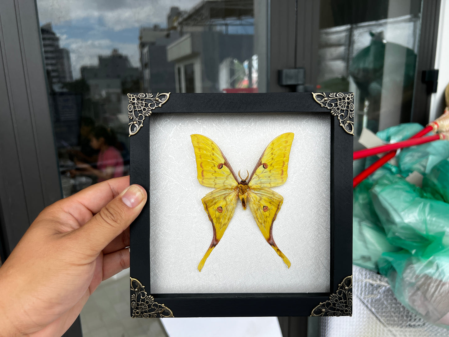 Real Yellow Moth Wooden White Frame Dried Insect Specimens Display K18-26-TR