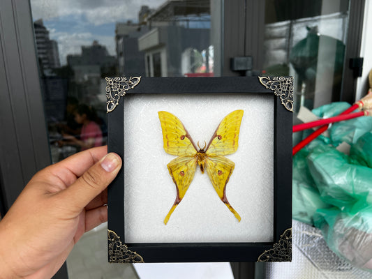 Real Yellow Moth Wooden White Frame Dried Insect Specimens Display K18-26-TR