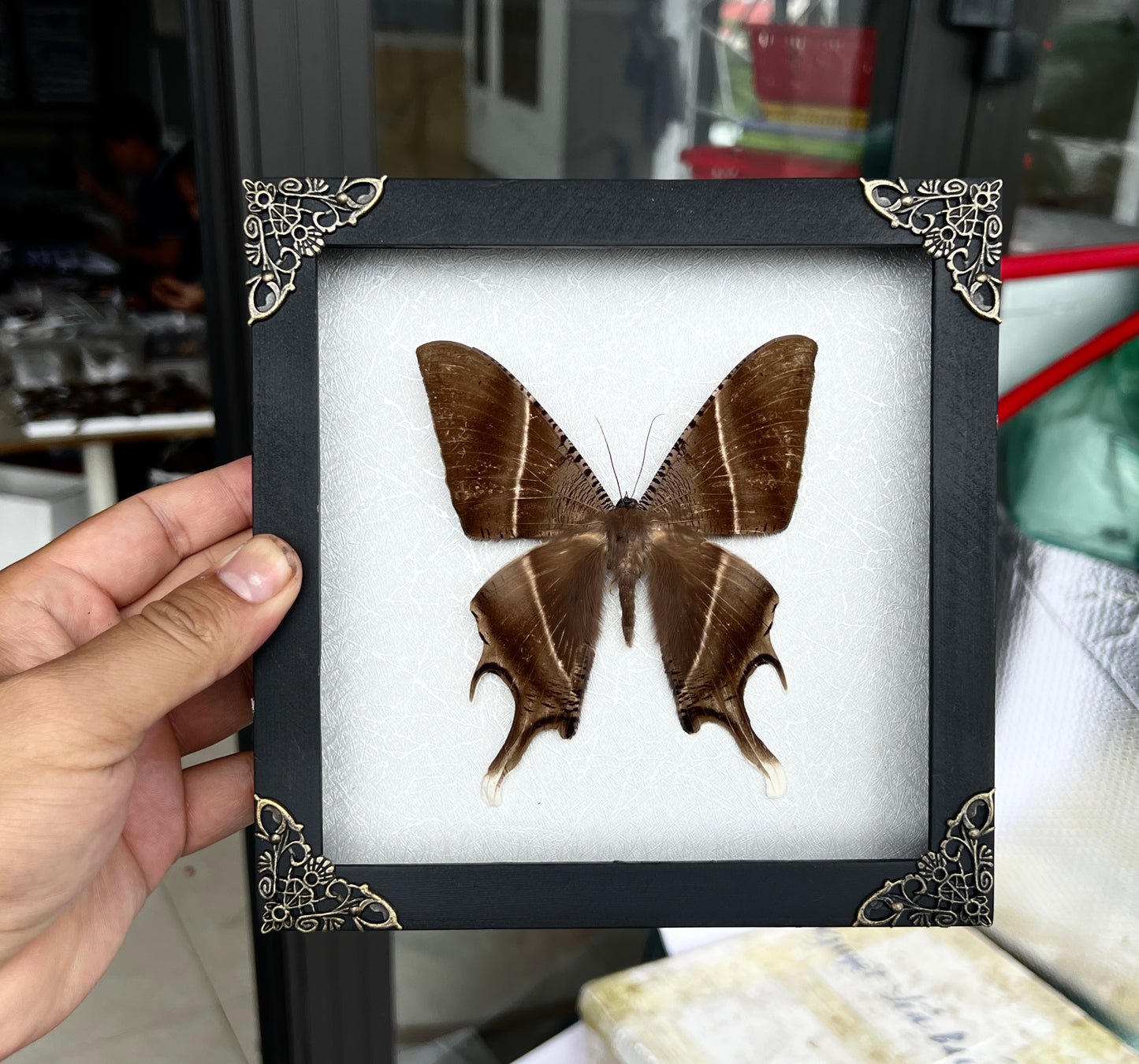 Real Tropical Swallowtail Moth Wooden White Frame Dried Insect Specimens K18-24-TR