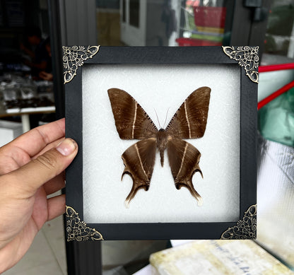 Real Tropical Swallowtail Moth Wooden White Frame Dried Insect Specimens K18-24-TR
