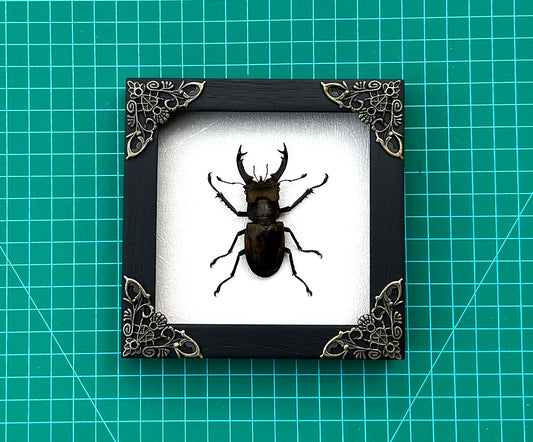 Real Framed Lucanas Beetle Bee White Shadow Box Specimen Oddities K12-57-TR