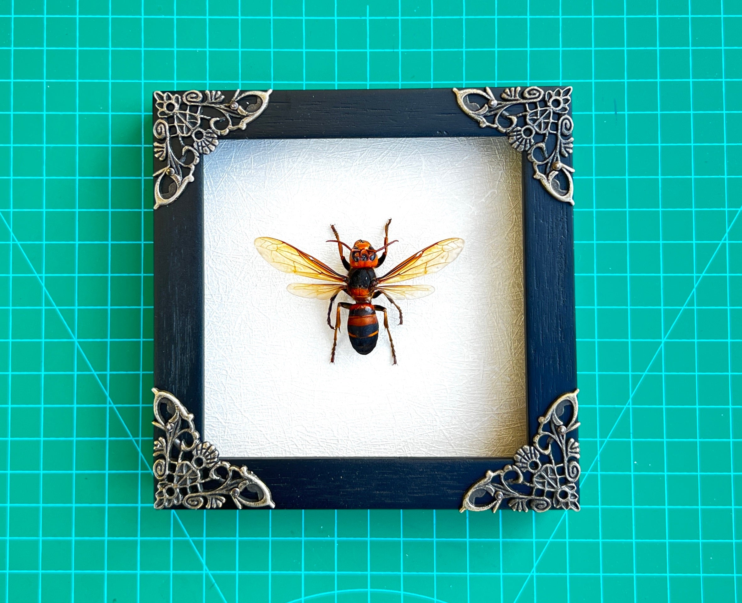 Real Framed Ant Beetle Bee White Wooden Specimen Oddities Taxidermy K12-54-TR